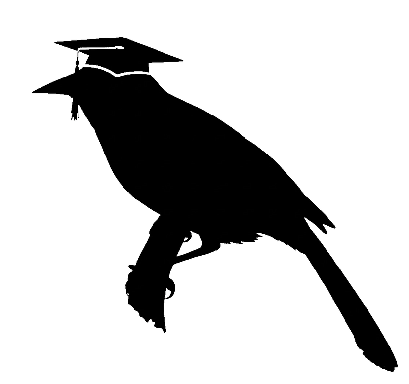 Bauá - Pássaro da Sabedoria